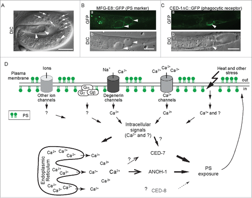 Figure 1. Phosphatidylserine (PS) is actively presented on the surface of necrotic neurons and attracts engulfing cells (A-C) DIC and epi-fluorescence images of ced-1(e1735); mec-4(e1611) mutant embryo (A) and L1 larvae (B and C). Arrows mark apoptotic cells. Arrowheads mark necrotic touch neurons PLML and PLMR. Scale bars indicate 5 μm (A) and 10 μm (B and C), respectively. (D) Diagram depicting our proposed mechanisms of PS exposure out of a necrotic neuron. See text for detailed explanation of the models. The cylinders represent various types of ion channels, which are made constitutively open by dominant mutations in certain subunits. A dominant mutation of the Gα subunit of the trimeric G-protein also induces neuronal necrosis. Heat and other necrosis inducing stress are also indicated. Ca2+ influx is a prominent trigger that activates the PS-exposure mechanisms through inducing Ca2+ release from the ER and probably also through other unknown mediators. In addition, there might be other intracellular signals (short, solid arrows) triggered by the necrotic stress. The thickness of the long solid lines bearing solid arrows represents the relative contribution of each of CED-7 and ANOH-1 to the overall PS exposure activity. The solid line bearing an open arrow indicates activation of ANOH-1 by Ca2+. The dashed line bearing open arrows indicate Ca2+ might activate CED-7. Although CED-8 participates in necrotic cell-removal, whether it acts to facilitate the PS-exposure is unknown (represented by the dashed straight line bearing a solid arrow). All three proteins should function on the plasma membrane.