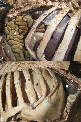 Figure 4. Anatomical position of the small and large intestine, right (a) and left (b) side view in a camel carcass preserved in 10% formalin solution. 1 = liver; 2 = right kidney; 3 = abomasum; 4 = jejunum; 5 = colon; 6 = rumen; 7 = left kidney; 8 = spleen; 9 = colon.