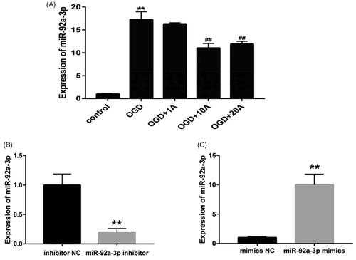 Figure 6. Effects of alisol A 24-acetate on miR-92a-3p expression of OGD-induced bEnd.3 cells. (A) MiR-92a-3p expression in cells detected using quantitative polymerase chain reaction. Results are presented as means ± standard deviation (SD) (n = 6). vs. the control group (**p < 0.01), vs. the oxygen–glucose deprivation group (##p < 0.01). (B) MiR-92a-3p expression after inhibitor and NC transfection (n = 6). (C) MiR-92a-3p expression after mimic and NC transfection (n = 6). vs. the NC group (**p < 0.01).