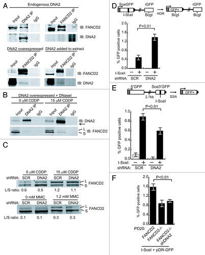 Figure 5. DNA2 physically interacts with and functions downstream of FANCD2 and participates in SSA in vivo. (A) In U2OS cells, antibody against endogenous DNA2 coimmunoprecipitates FANCD2, but antibody against FANCD2 does not coimmunoprecipitate detectable amounts of DNA2 (top panel). When DNA2 is overexpressed or recombinant DNA2 added to the whole-cell extract, however, DNA2 is detectable in the FANCD2 immunoprecipitate (bottom panel). Whole-cell extracts were prepared from asynchronous HEK293T cells transfected with pcDNA3.1-DNA2–6His-4Myc. (B) DNA2 was overexpressed in HEK293T cells with or without cisplatin treatment. Lysates were incubated in the presence of DNaseI,Citation59 and immunoprecipitation performed with FANCD2 antibody. (C) FANCD2 monoubiquitylation was unaffected in DNA2-depleted cells exposed to cisplatin or MMC (mitomycin C). (D) Top panel is a diagram of the U2OS DR-GFP reporter used to examine HDR after I-SceI expression. DNA2 depletion caused an increase in GFP+ cells. (E) Top panel is a diagram of the U2OS SA-GFP reporter used to examine SSA after I-SceI expression. DNA2-depleted cells had a significant decrease in SSA. (F) Depletion of DNA2 in FANCD2−/− does not affect the level of HDR. HDR was measured in FANCD2−/− alone and in FANCD2−/− after shDNA2 knockdown, i.e., cells doubly deficient in FANCD2 and DNA2 using the DR-GFP assay.