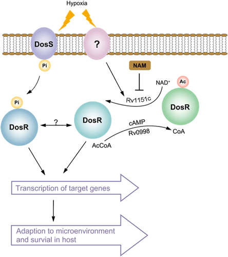 Fig. 6 Acetylation is involved in regulating DosR activity in M. tuberculosis.Active DosR condition: deacetylated DosR by Rv1151c enhances DNA-binding ability of DosR and then promotes the transcriptional activity of target genes, allowing M. tuberculosis to adapt to hypoxia and transition to latency in host. Inactive DosR condition: acetylated DosR by Rv0998 inhibits DNA-binding ability, which abolishes transcriptional activity of target genes. Ac acetylation, Pi phosphorylation, Ac-CoA acetyl-coenzyme A, NAD+ nicotinamide adenine dinucleotide, NAM nicotinamide