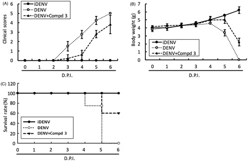 Figure 4. DENV RdRp inhibitor 3 protected ICR-suckling mice from DENV infection. 6-day-old ICR-suckling mice were intracerebrally injected with heat-inactive DENV (iDENV, n = 5) or active DENV (DENV, n = 4). Mice-receiving DENV were treated with 10 mg/kg of compound 3 (n = 5) at 1, 3, 5 dpi. Panel A, clinical scores; Panel B, body weight and Panel C, survival rate were recorded every day. Disease severity was scored as follow: 0: healthy, 1: slightly sick (reduced mobility), 2: inappetance, 3: weight loss and difficult to move, 4: paralysis, 5: death. Each group included 6 mice. Error bars denote the means ± SD.