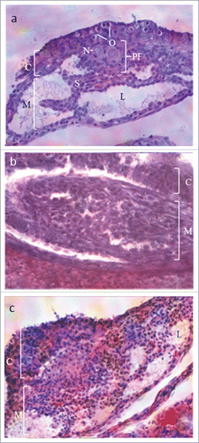 Figure 1.  