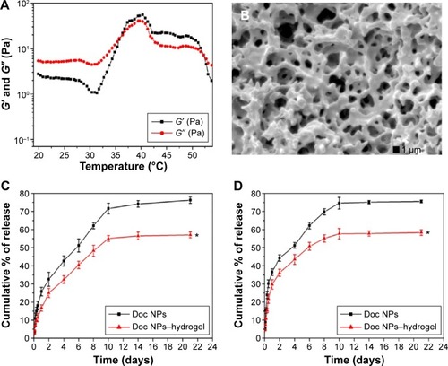 Figure 5 The characterization of PLA-L64-PLA hydrogel and the in vitro release behavior.Notes: (A) Rheology analysis of PLA-L64-PLA hydrogel as a function of temperature; (B) SEM image of PLA-L64-PLA hydrogel. In vitro release behavior of Doc from Doc NPs and Doc NPs–hydrogel in PBS solution at pH 7.4 (C) or 10% FBS (D). Data shown as mean ± standard deviation (n=3), and P<0.05 on a two-tailed test was considered statistically significant. *P<0.05 compared to the Doc NPs group.Abbreviations: G′, storage modulus; G″, loss modulus; PLA, polylactic acid; SEM, scanning electron microscopy; Doc, docetaxel; NPs, nanoparticles; PBS, phosphate-buffered saline; FBS, fetal bovine serum.