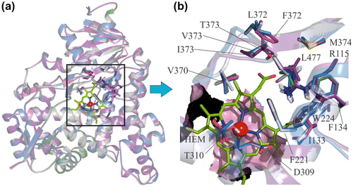 Figure 2. (a) The alignment of homology-modelled proteins of C. japonica, G. gallus, T. guttata and O. mykiss with human protein. (b) Comparison of the important residues at the catalytic site of the aromatase enzyme in the studied species. In the three bird species, V373 in humans is replaced by I373, while in O. mykiss it is replaced by T373. L372 in human is replaced by F372 in O. mykiss.