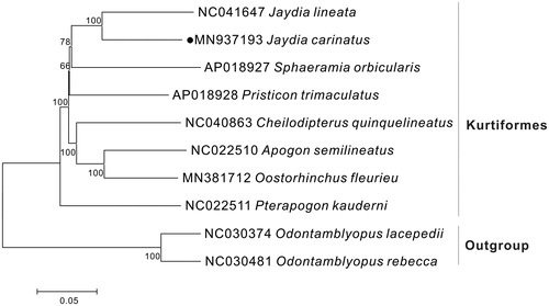 Figure 1. Neighbor Joining (NJ) tree of 8 Kurtiformes species based on 12 PCGs. The bootstrap values are based on 1000 resamplings. The number at each node is the bootstrap probability. The number before the species name is the GenBank accession number. The genome sequence in this study is labeled with a black spot.