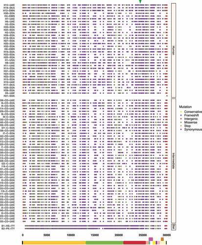 Figure 4. Graphical representation of hotspot mutations found in MERS-CoV genomes. While mutations show a smooth distribution, two missense mutations are highlighted with a triangle at the top corresponding to viruses found in intermediate animals and humans at positions: 23,756 (C > T; S746R) and 23,804 (C > T; N762A) within S protein S1 subunit. Each substitution is coloured depending on mutation type (conservative, frameshift, intergenic, missense, stop and, synonymous). Viral sequences are clustered by host (human, intermediate, and bat), and genome structure is shown at the bottom.