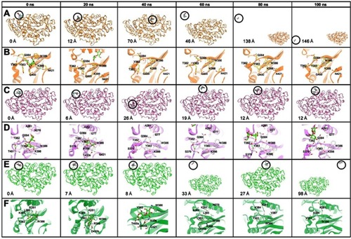 Figure 5 Time evolution snapshot every 20 ns and interaction around the substrate in initial position. (A), (C), and (E) show the substrate position along the simulation and the distance of the substrate from the initial position. (B), (D), and (F) show the interaction that occurred around the substrate. The yellow, pink, and green color show the MT1, MT2, and MT3, respectively. The substrate is visualized in the green stick, and the hydrogen bond in the green dashed line.