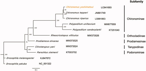 Figure 1. Maximum likelihood tree based on 13 PCGs and 2 rRNAs in mitochondrial genomes of Chironomidae family. Orange represents the genome obtained in this study. Drosophila melanogaster and D. yakuba were used as the outgroup. Non-parametric bootstrap values (based on 3,000 times resampling) are shown at nodes. The scale bar indicates the number of amino acid substitutions per site.