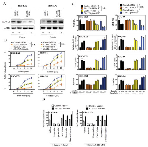 Figure 2. Increased ELAVL1 expression contributes to HSC ferroptosis. The indicated HSC cells were stably transfected with ELAVL1 siRNA or ELAVL1 plasmid, and then were treated with erastin (0–10 μM) or sorafenib (0–10 μM) for 24 h. (a) The transfection efficiency was confirmed by western blot analysis (n = 3 in every group). (b) Cell viability was assayed (n = 3 in every group, *, p < 0.05, N.S., not significant). (c) GSH, ROS, MDA, and iron levels were assayed (n = 3 in every group, *, p < 0.05, N.S., not significant). (d) The indicated ELAVL1-overexpressing HSC cells were treated with erastin (10 μM) and sorafenib (10 μM) with or without the indicated inhibitors (ferrostatin-1, 1 μM; liproxstatin-1, 100 nM; ZVAD-FMK,10 μM; necrostatin-1, 10 μM; necrosulfonamide, 0.5 μM) for 24 h, and cell viability was assayed (n = 3 in every group, ***, p < 0.001).