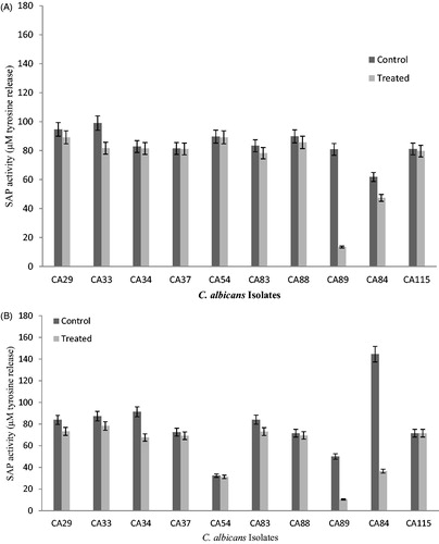 Figure 3. (A) Effect of mycogenic AgNPs on the secreted aspartyl proteinase activity of clinical isolates of biofilm forming C. albicans (24 h). Error bar represents %age error. (B) Effect of mycogenic AgNPs on the secreted aspartyl proteinase activity of clinical isolates of biofilm forming C. albicans (48 h). Error bar represents %age error.