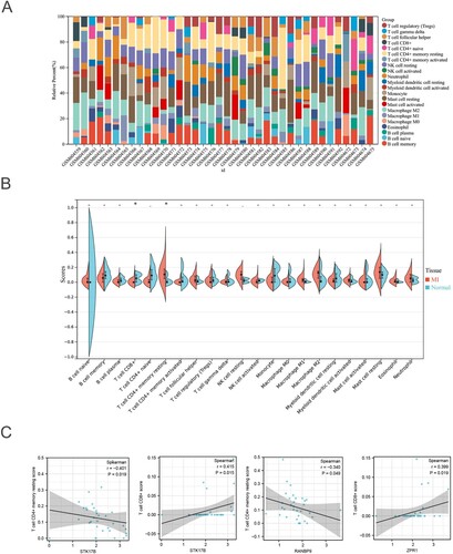 Figure 8. Immune analysis of GSE24519: (A) The proportion of immune cells. (B) The difference analysis of immune cell enrichment scores between MI and normal tissues. (C) The correlation analysis between hub genes and specific immune cells.