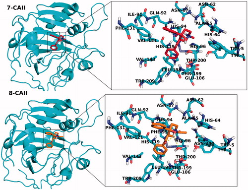Figure 5. 3D docking poses of compounds 7 and 8 into the CA II receptors. Key-amino acid residues were determined in the 3D positions.