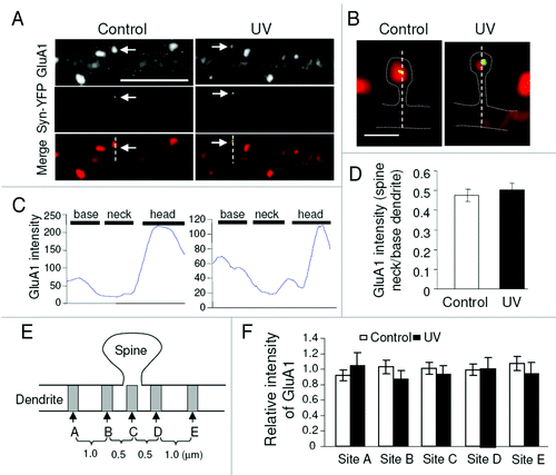 Figure 2. Examination of AMPAR diffusion into the dendritic shaft. Following GluA1 immunostaining in UV treated neurons, LiGluR synapses were selected as indicated by synapsin-YFP (arrows) for line plotting (A and B). GluA1 intensity across the spine and base dendritic region was plotted (C). GluA1 intensity ratio of spine neck vs. base dendrite showed no difference between control and UV treated samples (D). (E and F) GluA1 intensity was measured at different dendritic sites flanking the activated spine. For each set of measurements, values were normalized to the mean of the two end sites (sites A and E). Control was from neurons transfected with the same constructs (LiGluR and syn-YFP), but treated with blue light only.