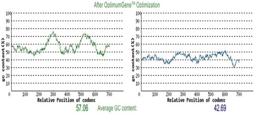 Figure 14 GC Content Adjustment (Right: before optimization and Left: after optimization).