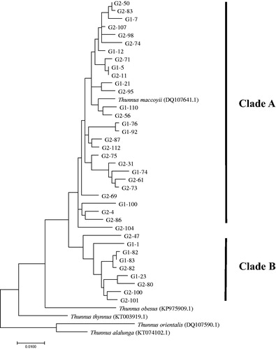 Figure 2. The phylogenetic tree based on the maximum-likelihood (ML) using Tamura-Nei model with 1000 bootstrap replications, for the combined mtDNA gene sequences (1240-bp) for T. maccoyii. G1 and G2 indicate samples from the estern Indian Ocean and the eastern Atlantic Ocean, respectively.