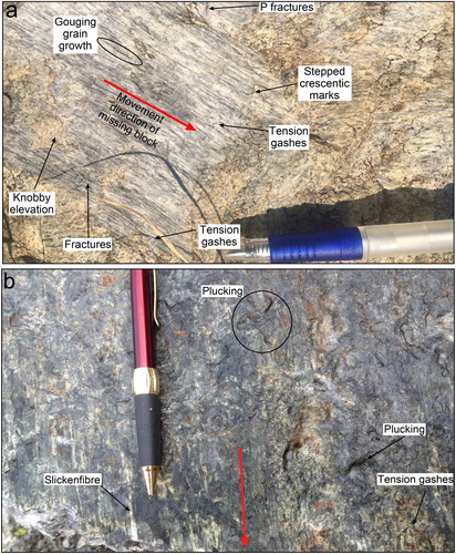 Figure 4. Outcrop photos of slickenside kinematic indicators. (a) Annotated fault surface with shallowly plunging slickensides in Buckland granite in the upper Orowaiti River. The various kinematic indicators and their interpretation are after Doblas (Citation1998). (b) Steeply plunging striations in Buckland Granite in Ohikaiti valley. Note very fine-grained (blackish) fault surface with pluck marks (for localities from where pictures are taken see Fig. 3).