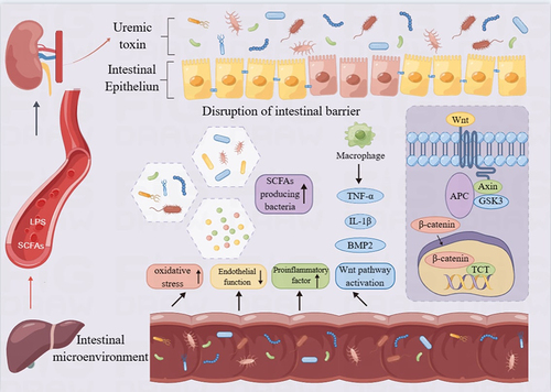 Figure 3 Uremic toxin and intestinal flora disorder. Lipopolysaccharide and short chain fatty acid imbalance, promote intestinal flora disorder, promote intestinal microorganisms and uremic toxins to destroy intestinal barrier. Uremic toxins such as IS increase TNF-α and IL-6, leading to an increased inflammatory state by promoting oxidative stress. Graphics by Figdraw.