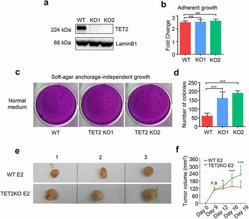 Figure 1. TET2 acts as a tumour suppressor in ERα-positive breast cancer. (a) Western blot analysis of TET2 expression in wild-type (WT) and TET2 KO MCF7 cells. KO1 and KO2 are two representative TET2 KO clones. (b) Effect of TET2 depletion on adherent growth of WT and TET2 KO MCF7 cells. n = 3, ns: no significant difference. (c) Representative graphs of soft-agar growth assay for WT and TET2 KO cells. (d) Quantitative data of the numbers of colonies in soft-agar growth assay (D). n = 3, *** P < 0.001. (e) Xenograft tumour assay of WT and TET2 KO MCF7 cells in NOD-SCID female mice, tumours were excised at day 19 after initial injection, n = 3 for each group. (f) Measurement of xenograft tumour volume. ***p < 0.001.