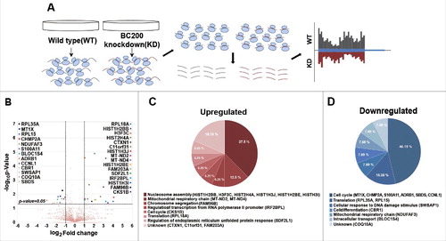 Figure 2. BC200 RNA-knockdown-associated changes in the ribosome footprint profile. (A) A schematic of the workflow used to profile ribosome footprints. First, ribosome bounded mRNAs were purified from HeLa cells transfected with siRNAs. RNase I degraded unbounded fractions of mRNAs. Next, ribosomes were purified by sucrose cushioning and mRNAs bounded by ribosomes were selectively extracted. Finally, the remained mRNA fragments were converted to sequencing libraries and sequencing was performed. (B) A volcano plot representing the fold change (x-axis, log2 [Fold change]) and statistical significance (y-axis, −log10 [P-value]). Genes whose expression levels were significantly changed (P < 0.05 and > 2-fold change) by knockdown of BC200 RNA are marked. (C and D) Gene ontology (GO) analysis was performed using the QuickGO interface (http://www.ebi.ac.uk/QuickGO).Citation47 (C) GO of genes upregulated by knockdown of BC200 RNA. (D) GO of genes downregulated by knockdown of BC200 RNA.