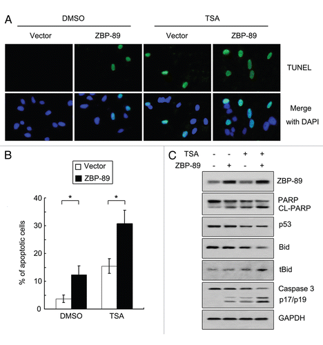 Figure 6 Overexpression of ZBP-89 reverses resistance to TSA-induced cell death in p53G245D-expressing cells. (A) Hep3B-G245D cells were first transfected with pcDNA 3.1, pcDNA 3.1-ZBP-89-FL for 16 h and then cultured with 500 nM TSA or DMSO for 24 h. TUNEL assay using In Situ Cell Death Detection Kit was performed to determine apoptosis. (B) Hep3B-G245D cells treated as described in (A) were subjected to flow cytometry to measure apoptosis. The percentages of apoptotic cells were shown. Data represent the mean ± SD of three independent experiments. *p < 0.05. (C) Proteins were obtained in cells treated as described in (A) and then subjected to western blot to examine the expression of ZBP-89, cleaved form of PARP, cleaved form of caspases 3, p53, Bid and tBid.