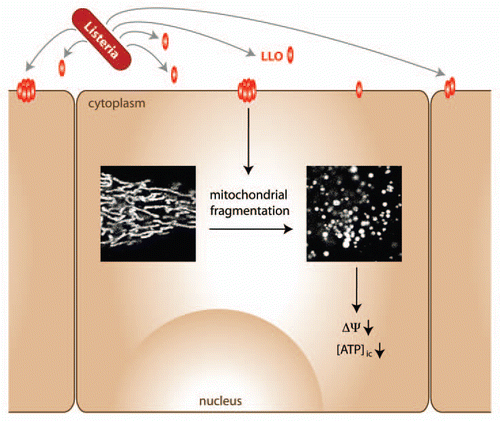 Figure 1 Model depicting the effect of Listeria infection on host cells. Early during Listeria infection, secreted LLO inserts into the plasma membrane of host cells (which can also be bystander cells), causing fragmentation of the mitochondrial network along with a decrease in mitochondrial membrane potential and intracellular ATP levels. Cellular signaling pathways that remain to be identified may sense changes in mitochondrial dynamics and bioenergetics to impact on infection efficiency.