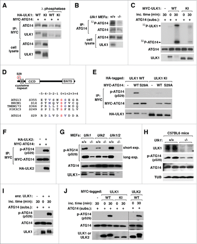 Figure 3. ULK1 and ULK2 phosphorylate ATG14 Ser29. (A) ULK1 induces phosphorylation of ATG14. MTC-tagged ATG14 was coexpressed with HA-tagged WT or KI ULK1 in HEK293T cells. MYC-ATG14 immunoprecipitates were analyzed by WB before and after the treatment with lambda phosphatase. (B) ATG14 phosphorylation depends on ULK1. Ulk1+/+ and ulk1−/− MEFs were incubated in medium containing 32P-orthophosphate. The amount of 32P-labeled ATG14 in ATG14 immunoprecipitates was analyzed by autoradiogram. (C) ULK1 phosphorylates ATG14 in vitro. MYC-tagged WT and KI ULK1 were immunoprecipitated from HEK293T cells and incubated with ATG14 purified from E. coli in the presence of 32P-ATP. Incorporation of 32P into ATG14 was analyzed by autoradiography. (D) ATG14 Ser29 was identified by mass spectrometry. The surrounding sequence of Ser29 was aligned with those of the sites previously reported. (E) ULK1 kinase activity is responsible for ATG14 Ser29 phosphorylation. MYC-tagged WT ATG14 or ATG14S29A was expressed with HA-tagged WT or KI ULK1 in HEK293T cells. The phosphorylation state of Ser29 in immunoprecipitated ATG14 was analyzed by WB. (F) ULK2 induces ATG14 Ser29 phosphorylation. MYC-tagged ATG14 was expressed alone or with HA-tagged ULK2 in HEK293T cells. (G) ULK1 and ULK2 are responsible for the phosphorylation of ATG14 Ser29 in cells. Immunoprecipitates obtained from the indicated MEFs using anti-ATG14 antibody were analyzed for the phosphorylation state of Ser29. (H) ATG14 Ser29 phosphorylation depends on ULK1 in vivo. Liver tissue extract was obtained from Ulk1+/+ and ulk1−/− mice at age 12 weeks old. (I) ULK1 phosphorylates ATG14 Ser29 in vitro. ULK1 kinase fragment containing residues 1 to 649 was incubated with ATG14 purified from E. coli and ATP in vitro. (J) ULK1 and ULK2 kinase activities are responsible for the phosphorylation of ATG14 Ser29 in vitro. In vitro kinase reaction was conducted using MYC-tagged ULK1 or ULK2 immunoprecipitates.