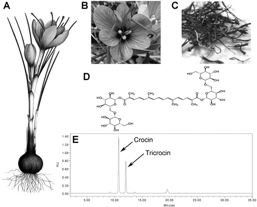 Figure 1.  Botanical and phytochemical profiles of Crocus sativus. Morphological characteristics of Crocus sativus plant (A), flower (B) and stigma (C). Chemical structure of a major compound, crocin (D), and chromatogram of saffron recorded at 442 nm (E) (Aung et al., Citation2007).