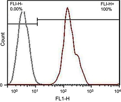 Figure 14 In vitro cellular uptake of BODIPY FL-labeled AS1411–chitosan conjugates into the T47D cells using flow cytometry. From the graph, uptake is more than 50% (ie, 58%) for the conjugates (red) compared to the untreated control (black).