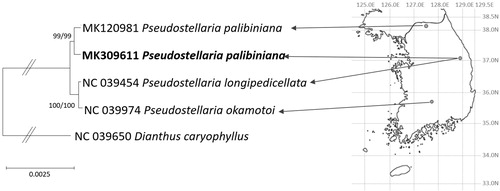 Figure 1. Maximum likelihood and neighbor joining phylogenetic trees of Caryophyllaceae based on five complete chloroplast genomes: Pseudostellaria palibiniana, (MK309611 in this study and MK120981), Pseudostellaria okamotoi (MH879018), Pseudostellaria longipedicellata (MH373593), and Dianthus caryophyllus (NC_039650). The numbers above branches indicate bootstrap support values of neighbor joining and maximum likelihood phylogenetic trees, respectively. Korean peninsula map was shown with grey guidelines of longitude and latitude. Black circles indicate sampling location of four Pseudostellaria samples (Kim et al. Citation2018, Citation2019; doi:10.1080/23802359.2019.1567279).