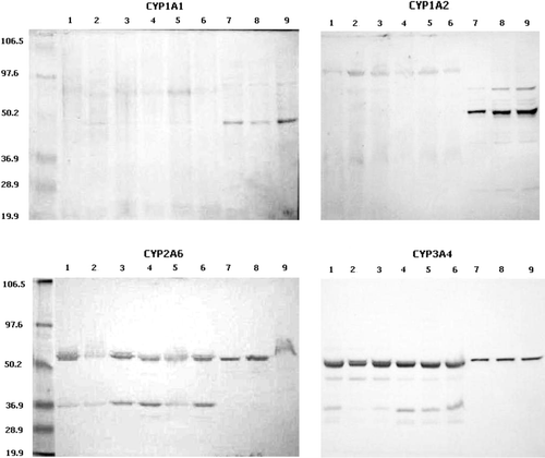 Figure 4.  Protein blot of selected duck CYP450 orthologues. Lanes 1 to 6, bands obtained with six different samples of duck microsomes; lanes 7 to 9, microsomes containing cDNA-expressed human CYP450 enzymes as indicated in each graph. Molecular weight standards are shown with their corresponding molecular weight value.
