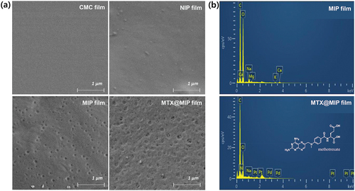 Figure 4. (a) Field emission-SEM images of the CMC, NIP, MIP, and MTX@MIP films. (b) EDS spectra for the MIP and MTX@MIP films.