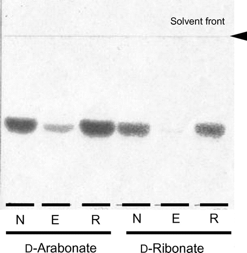 Fig. 1. Effects of EDTA on D-pentonate 4-dehydrogenase.