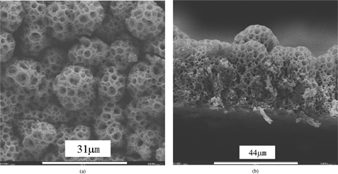 FIgure 4SEM micrograph of a lithium–cobalt–oxide film deposited at 235°C for 8 h: (a) cross section and (b) surface.