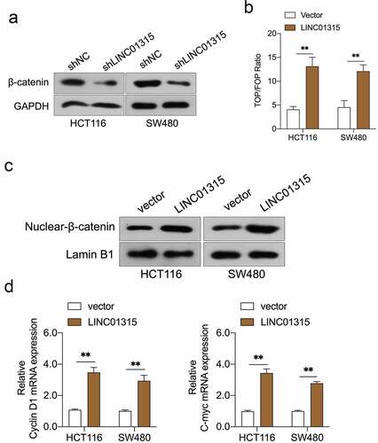 Figure 3. LINC01315 activates the Wnt/β-catenin pathway. a. LINC01315 knockdown results in a reduction of β-catenin expression. b. TOP/FOP luciferase reporter assays were performed to detect the β-catenin activity. c. Altered nuclear translocation of β-catenin in response to LINC01315 overexpression. d. Upregulation of LINC01315 raised the RNA levels on Wnt/β-catenin direct-target genes. **P < 0.05 compared with vector.