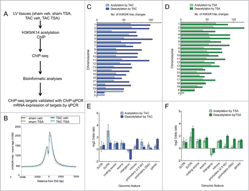 Figure 2. Dynamic H3K9/K14 acetylation and deacetylation in the heart. (A) Genome-wide changes of TAC and TSA were investigated using H3K9/K14ac ChIP coupled with massive parallel sequencing (ChIP-seq). The targets identified from ChIP-seq were validated with ChIP-qPCR. Expression of corresponding genes was validated by qPCR. (B) H3K9/K14ac ChIP-seq profiles on the transcription start sites of promoters are shown. (C-F) MACS peak calling was used to identify differential H3K9/K14ac in response to TAC (comparison between TAC veh and sham veh) and TSA (TAC TSA vs. TAC veh). (C) Ideogram showing differential H3K9/K14ac regions on mouse (mm9) genome of TAC and (D) TSA group. (E) Genome-wide distribution of H3K9/K14 acetylation and deacetylation for TAC and (F) TSA shown by genomic feature using Fisher's exact test, represented as the log2 odds ratio. Error bars represent 95% confidence intervals. Feature annotation is described in the methods.