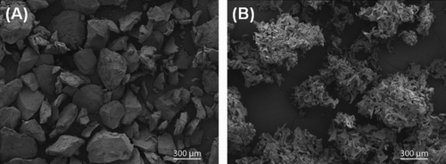 FIGURE 2  Scanning electron microscopic images of (A) bovine-derived gelatin (FLOSEAL) with a large-smooth appearance and (B) porcine-derived gelatin (SURGIFLO) with a small-stellate appearance.