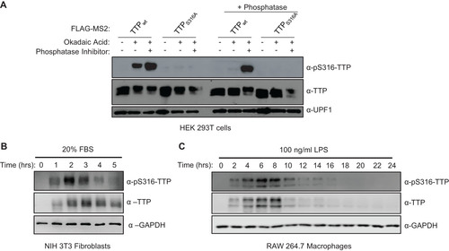 FIG 4 TTP serine 316 is phosphorylated during TTP induction. (A) Western blot validating the anti-pS316-TTP antibody of indicated FLAG-MS2-TTP fusion proteins expressed in HEK293T cells incubated with or without okadaic acid (OA) and treated following cell lysis without (left panels) or with (+ phosphatase, right panels) calf-alkaline phosphatase in the presence or absence of phosphatase inhibitor (PhosphataseArrest I), prior to Western blotting using the anti-pS316-TTP antibody as compared with TTP and UPF1 controls. (B) Western blots monitoring levels of TTP and its phosphorylation at serine 316 (pS316-TTP) in serum-shocked mouse NIH 3T3 cells. GAPDH serves as a loading control. (C) Same as panel B, but monitoring TTP in LPS-induced RAW 264.7 mouse macrophage cells.