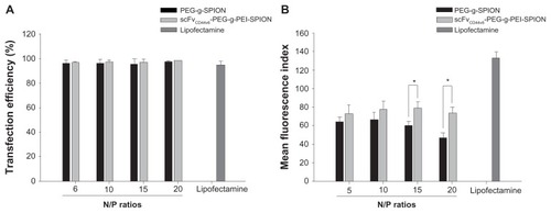 Figure 3 Transfection efficiency and mean fluorescence intensity analyses. Transfection efficiency of Lipofectamine™ (as a control), PEG-g-PEI-SPION, and scFvCD44v6-PEG-g- PEI-SPION at N/P ratios of 5, 10, 15, and 20 were all over 95% (A), while no statistically significant difference between the three siRNA delivery agents was shown for transfection efficiency, but the difference was significant for mean fluorescence intensity (B). Mean fluorescence intensity was highest in the Lipofectamine group, and the mean fluorescence intensity of the scFvCD44v6-PEG-g-PEI-SPION group was higher than in the PEG-g-PEI-SPION group. Especially at N/P ratios of 15 and 20, the difference between the targeting and nontargeting groups was significant (P < 0.05), indicating that the targeting vector transferred more siRNA into cells.Abbreviations: PEG, polyethylene glycol; PEI, polyethyleneimine; SPION, superparamagnetic iron oxide nanoparticles; scFvCD44v6, cancer-associated CD44v6 single-chain variable fragment.