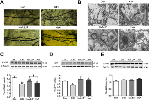 Figure 7 The impairment of synaptic function in the hippocampus of CIH mice. (A) The Golgi staining (n = 3). (B) The synaptic images of TEM in the hippocampus (n = 3). (C–E) The expression of PSD95, Synaptophysin (SYP) and GAP43 proteins by Western blot (n = 6). The results are presented as the mean ± SEM. Normal control group (Con), chronic intermittent hypoxia group (CIH), Huperzine A-Liposomes group (HuA-LIP), Huperzine A group (HuA). *p < 0.05, **p < 0.01 vs Con group. #p < 0.05, ##p < 0.01 vs CIH group. $p < 0.05 vs HuA-LIP group.