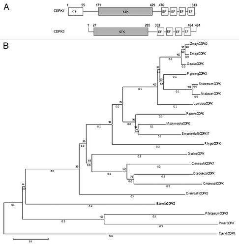 Figure 1. CDPKs from Chlamydomonas reinhardtii. (A) Schematic diagram of CDPK1 and CDPK3 showing the C2 domain from 1–95 aa in CDPK1, protein kinase catalytic domains (STK), and the 4 EF hands in both the CDPKs. (B) Phylogenetic relationship between C. reinhardtii CDPK1, CDPK3, and other CDPKs from algae, moss, higher plants, and apicomplexans. The phylogenetic tree was inferred using the Neighbor-Joining method. The optimal tree with the sum of branch length = 4.60159844 is shown. The percentage of replicate trees in which the associated taxa clustered together in the bootstrap test (1000 replicates) are shown next to the branches. The tree is drawn to scale, with branch lengths (next to the branches) in the same units as those of the evolutionary distances used to infer the phylogenetic tree. The evolutionary distances were computed using the Poisson correction method and are in the units of the number of amino acid substitutions per site. The analysis involved 20 amino acid sequences. All positions containing gaps and missing data were eliminated. There were a total of 371 positions in the final data set. Evolutionary analyses were conducted in MEGA6.