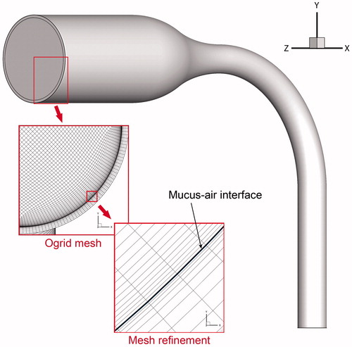 Figure 2. The simple MT airway geometry and structured hexahedral mesh.