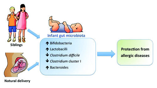 Figure 2. Indirect effects of birth mode and older siblings on the risk of developing allergic diseases through their influence on the establishment of the gut microbiota composition in early life.
