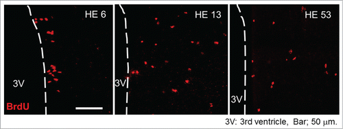 Figure 1. Progenitor cell proliferation and migration in the hypothalamus Representative BrdU-labeled (red) sections of the hypothalamus inspected by laser-scanning confocal microscopy. HE6, HE13 and HE53 show samples on the 6th, 13th and 53rd day of heat exposure, respectively. 3V, third ventricle; scale bar, 50 µm. The photo samples are prepared using our previous data already published in a paper.Citation26