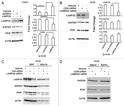 Figure 1. Effect of LAMP2A expression on known CMA substrates. Proliferating T47D cells were either transfected with LAMP2A or empty pcDNA3 vector for 48 h (A) and with LAMP2A-siRNA or control siRNA for 72 h (B). The cells were then harvested, and protein lysates were fractionated on a 4–20% Tris Glycine SDS PAGE and immunoblotted with indicated antibodies. Densitometric analyses with respect to ACTB from three independent experiments are shown on the right of each panel. Error bars are SEM and asterisk represents a statistically significant difference (*p < 0.05, ANOVA; Tukey test). LAMP2A downregulated T47D cells were either treated with proteasome inhibitor, MG132 (C) or incubated with lysosomal inhibitor, bafilomycin A1 (BAFA1) (D) as described under methods and followed by SDS PAGE and immunoblotting with indicated antibodies. DMF and DMSO were the solvents for the inhibitors and thus serve as controls.