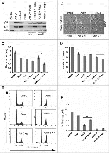 Figure 1. Rapamycin blunts the p53 response to Act D. (A) U2OS cells were treated with single administrations of Act D (5 nM), nutlin-3 (10 μM) or rapamycin (100 nM) or in combinations as indicated in the figure. Cells were either pre-treated (pre.) with rapamycin for 6 hours before adding Act D or nutlin-3. Act D and nutlin-3 were also added simultaneously (simult.) with rapamycin. Cell extracts were prepared after 18 hours of incubation with the drugs and the relative levels of p53 and p21 determined by immunoblotting. β-actin served as a loading control. (B) Morphology of U2OS cells treated with Act D, rapamycin (R), and nutlin-3 and combinations before harvest for protein analysis. (C) Cell viability in U2OS cultures was measured by the MTT assay for the different treatment combinations. Equal numbers of cells were seeded in 6-well plates at the start of the experiment. The next day, control cells were mock-treated, while experimental cells were pre-treated with rapamycin (100 nM) for 6 hours and thereafter Act D (5 nM) and nutlin-3 (10 μM) respectively was added to the cells for 18 hours. MTT assay was carried out and absorbance was measured and expressed in arbitrary units (a.u). Shown is the mean ± SD derived from 3 independent experiments each conducted in triplicate. The paired t-test was used to determine any statistical significance between rapamycin and rapamycin + Act D treated cell cultures (* p < 0.05). (D) Effect of Act D, nutlin-3 and rapamycin on cell proliferation. Shown is the mean ± SD based on 3 independent experiments each performed in triplicate. The number of cells on control dishes was set to 100%. The paired t-test was used to calculate any statistical significance between nutlin-3 and nutlin-3 + rapamycin treated cells (* p < 0.05). (E) Effect of Act D, nutlin-3, rapamycin or combinations of the drugs on the cell cycle profile of U2OS cells according to FACS-PI analysis. (F) Percentage of S-phase cells according to FACS-PI for the different treatments (mean ± SD, **p < 0.01 ).