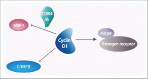 Figure 4. Cyclin D1 plays a central role in transcription. A few examples are given in this figure. Aside from its role in the cell cycle-dependent phosphorylation of pRB, Cyclin D1 harbors both CDK-dependent (NRF-1) and CDK-independent (C/EBPβ, ER) roles in the transcriptional control of genes required for the metabolism.