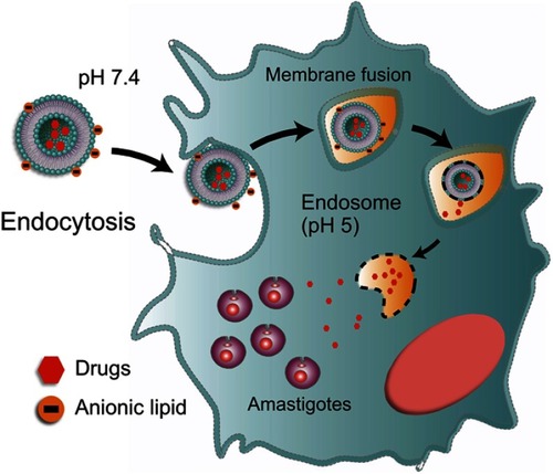 Figure 2 Hypothetical mechanisms of the internalization of pH-sensitive liposomes.