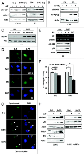 Figure 3. Progerin suppresses p53. (A) Si-progerin (Si-PG) induces p53 expression in Caki-2 and C2 cell line. These cells were transfected with si-C or si-PG for 24 h. After washing, cells were incubated with 1 μg/ml of adriamycin (Adr) for 2 h. (B) Progerin suppresses p53 expression in VHL-expressed C2V. C2V cells were transfected with progerin (PG) with/without si-VHL for 24 h. VHL knockdown could enhance the PG-induced p53 suppression. (C) FHIT or RKIP do not induce p53 in C2 cells. Because FHIT is located in the same chromosome as pVHL and frequently deleted in RCCs, we examined the effects of RKIP and FHIT on p53. However, these genes did not significantly induce p53 compared with si-PG. (D) IF staining of p53 in si-progerin (Si-PG)-transfected Caki-2 and C2 cells. Increased and nuclear localized p53 could be detected by IF with p53 (DO-1) antibody. (E) Si-progerin (Si-PG) induced p21 at the transcription and translation level. To address the functionality of p53, we measured the expression of p21 using RT-PCR and WB analysis. (F) Si-progerin (Si-PG) enhances the sensitivity to DNA damaging agents in C2. Cells were transfected with the indicated si-RNA for 24 h and incubated with adriamycin (Adr;1 μg/ml) or camptothecin (CPT: 1 μM) for 6 h. After washing, cell viability was determined by MTT assay. Data were analyzed with student’s t-test. (G) Si-progerin (Si-PG) can promote apoptosis. Caki-2 cells were transfected with si-PG or si-C for 24 h and incubated with adriamycin (Adr 2 μg/ml) for 6 h. Cells were fixed and stained with cytochrome C antibody. Compared with si-C, in which cytochrome C was stained as a cytoplasmic punctured pattern, diffused cytochrome C was detected in si-PG-transfected cells (arrows). (H) Si-progerin (Si-PG) can induce PUMA and PARP cleavage. To confirm that si-PG could induce apoptosis, we examined the expression of PUMA and PARP cleavage. cPTFα blocked the induction of p21 by si-PG or Adr, indicated that the effect of si-PG was dependent on p53 transcription activity.