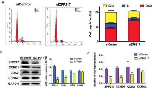 Figure 2. ZFP217 knockdown induced cell-cycle arrest in G0G1 phase.(a) Flow cytometry analysis of cell-cycle progression of control and ZFP217-depleted cells. Cells were harvested at 24 h after MDI initiated and stained. The percentages of cells in the G1, S and G2 phase were calculated using ModFit LT software. (b) Cell lysates were obtained after 24 h of induction and subjected to Western blot analyses using the corresponding antibodies. The right panel shows the relative protein levels quantified by densitometry and normalized to GAPDH. (c) The MCE-related genes mRNA expression was analysed using qPCR. The data are presented as the mean ± SD of triplicate tests. *P< 0.05, **P< 0.01, ***P< 0.001 compared to the control group.